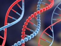 Investigadores revelan gen que provoca desorden cerebral