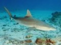 Científicos descubren tiburones híbridos