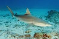 Científicos descubren tiburones híbridos